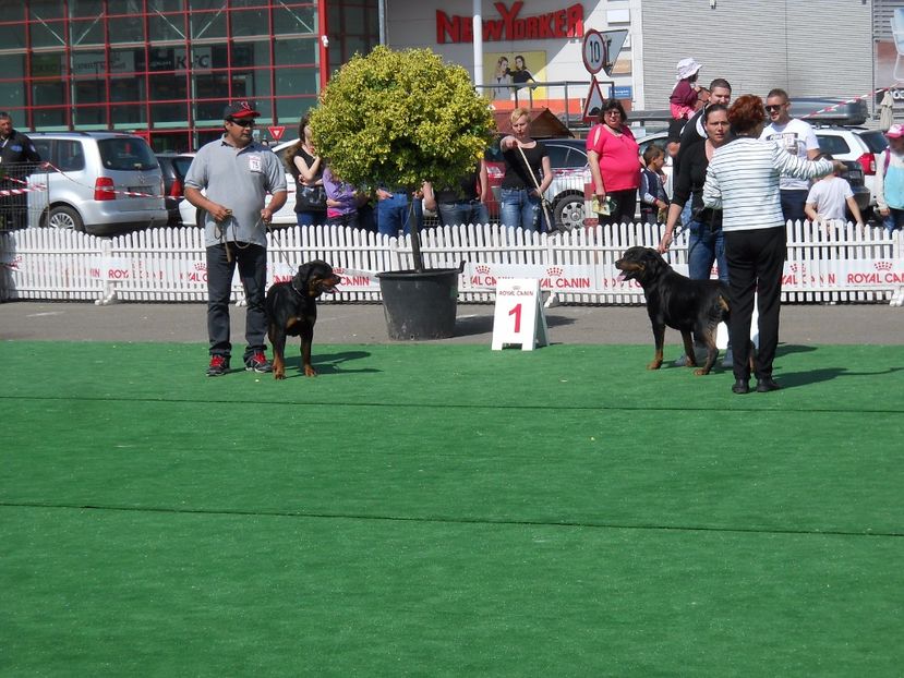  - Bucovina Dog Show 2017