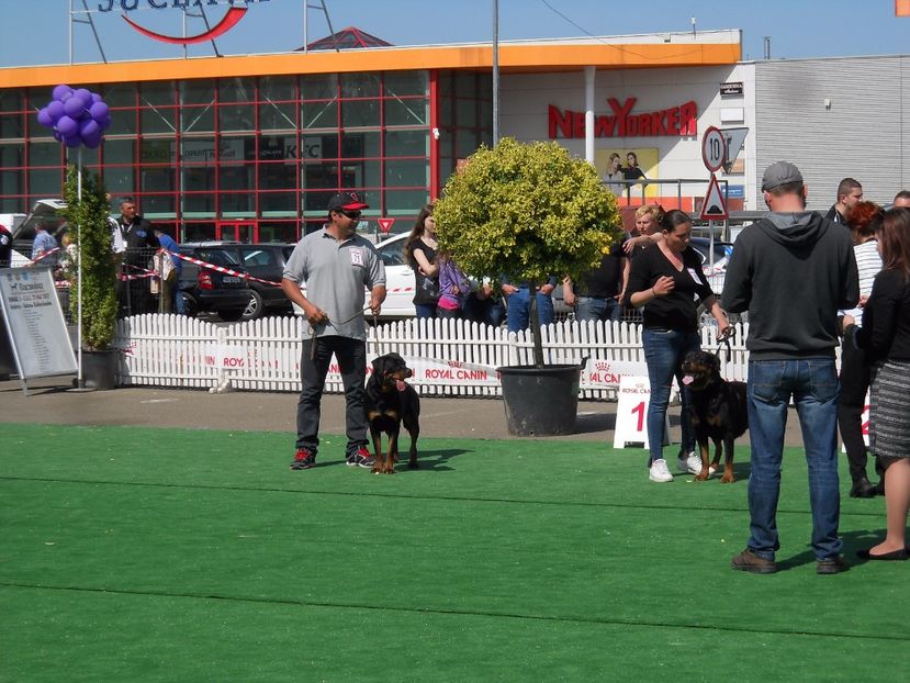  - Bucovina Dog Show 2017