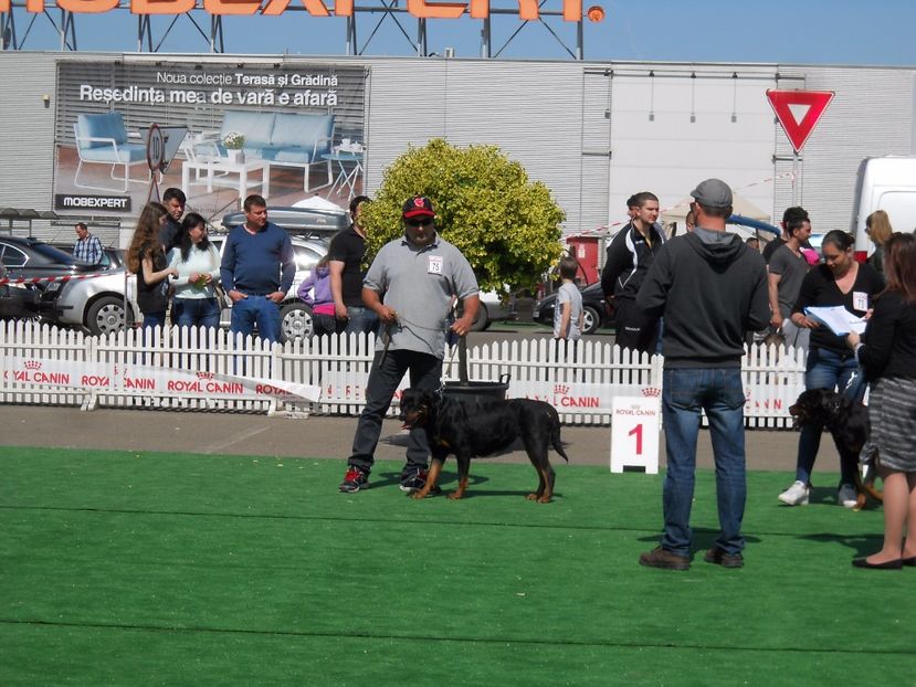  - Bucovina Dog Show 2017