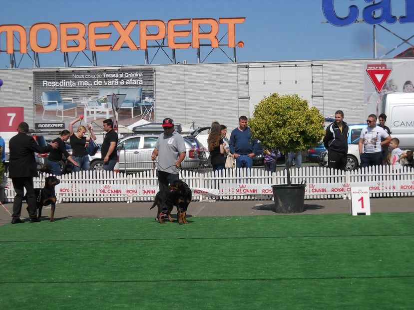  - Bucovina Dog Show 2017