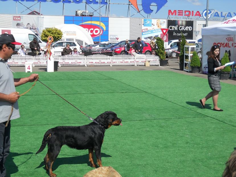  - Bucovina Dog Show 2017