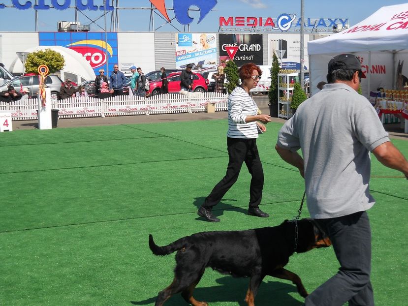  - Bucovina Dog Show 2017