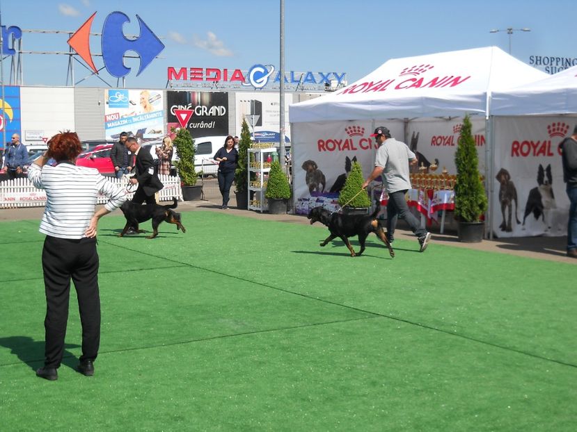  - Bucovina Dog Show 2017