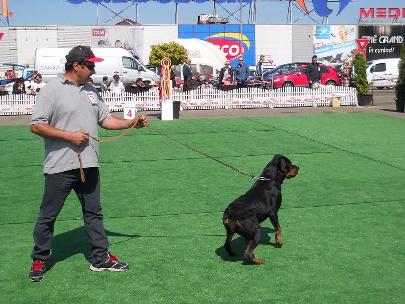  - Bucovina Dog Show 2017