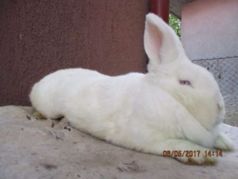 Productie proprie ! - X ARHIVA IEPURI CE AM AVUT