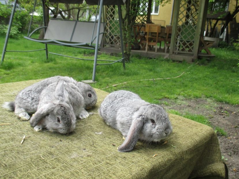  - De vanzare IUNIE 2017