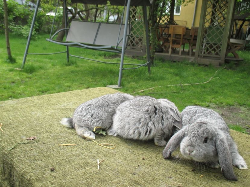  - De vanzare IUNIE 2017