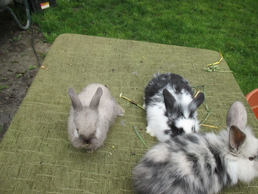  - De vanzare IUNIE 2017