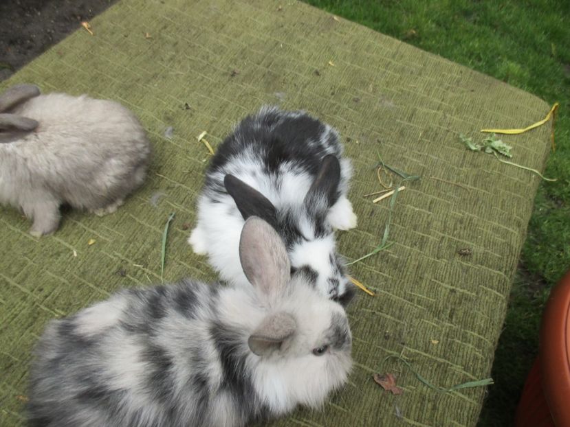  - De vanzare IUNIE 2017