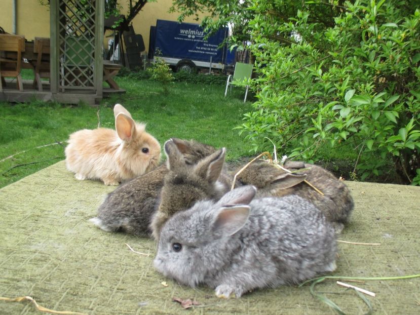  - De vanzare IUNIE 2017