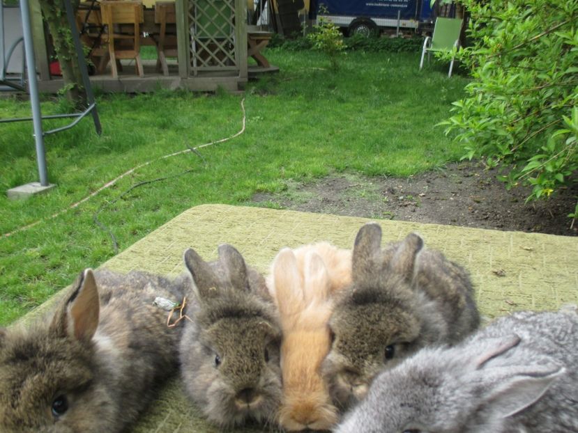  - De vanzare IUNIE 2017