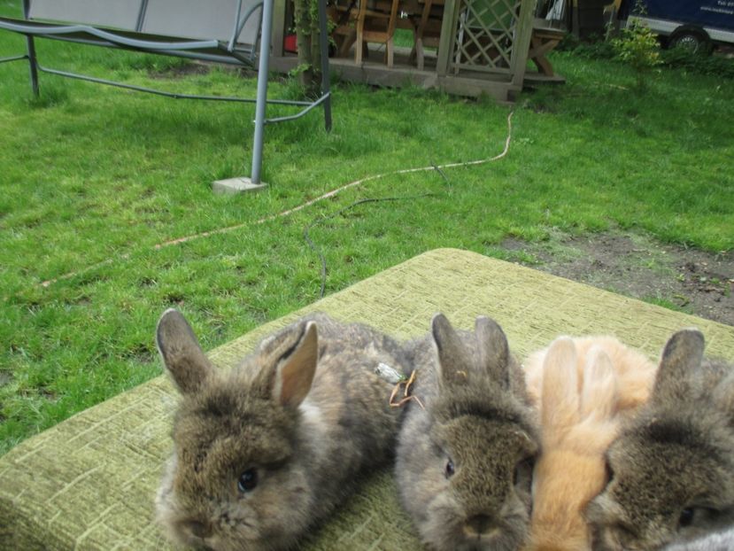  - De vanzare IUNIE 2017