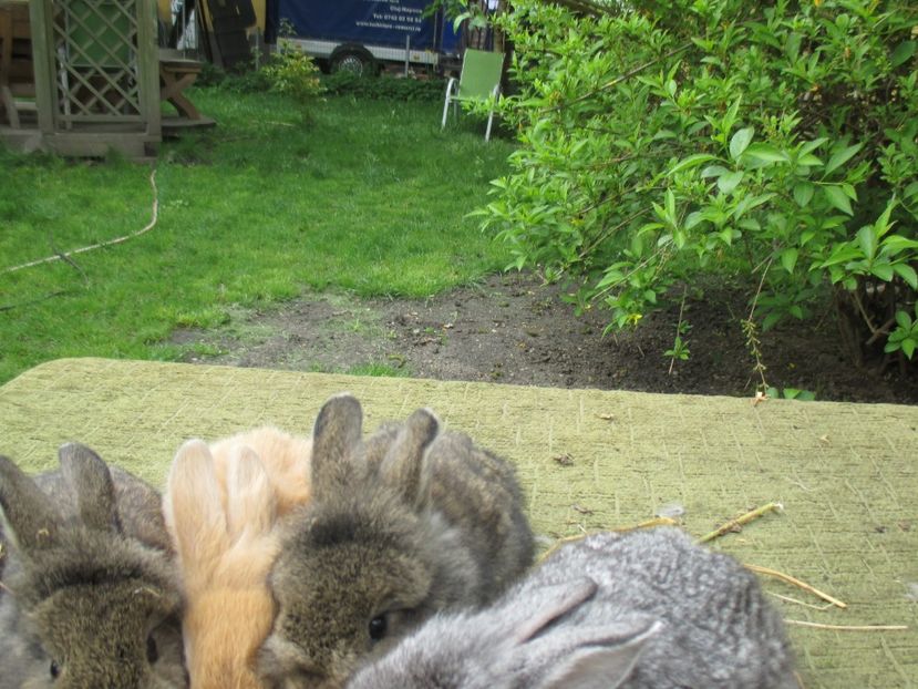  - De vanzare IUNIE 2017