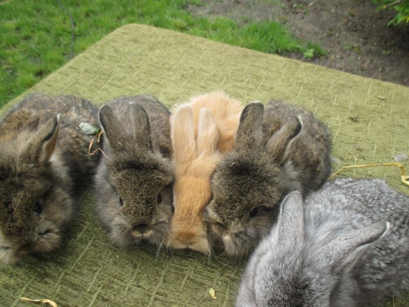  - De vanzare IUNIE 2017