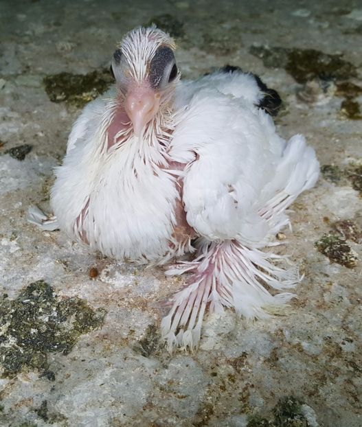 2017-05-26 13.41.05 (2) - B--PUI