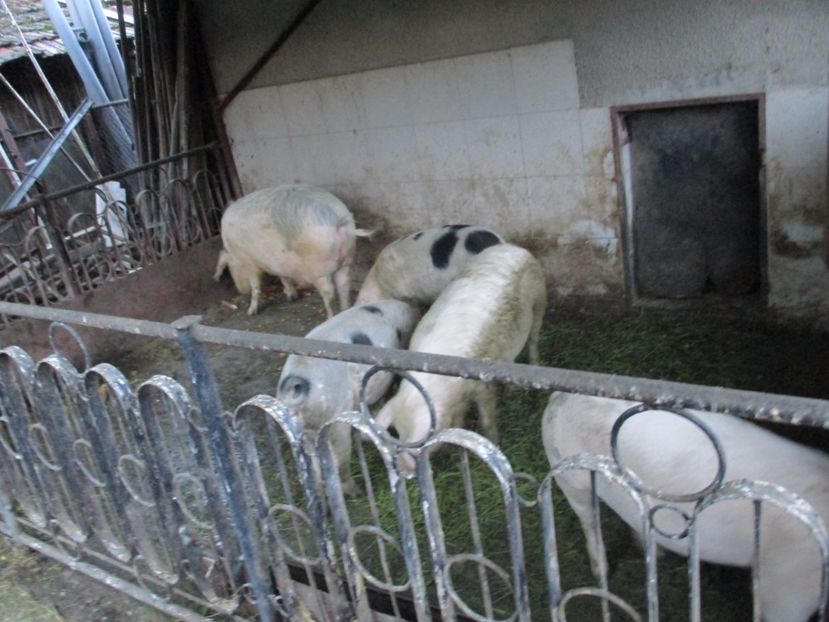  - PORCI 2017