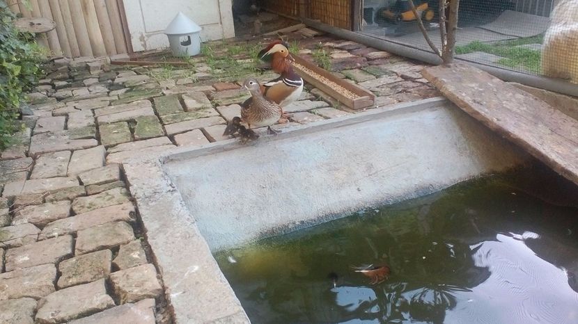 puiuti - rate mandarine DE VANZARE