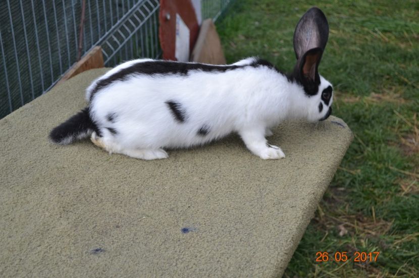  - FEMELA 4 alb negru