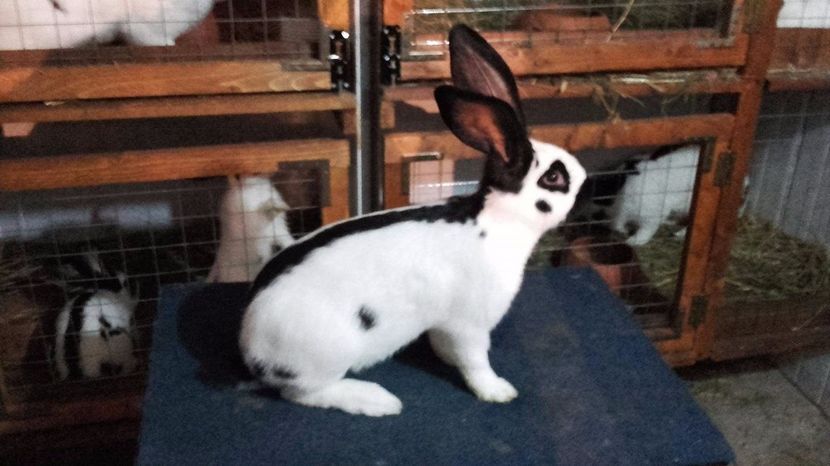 18721071_1424279577665390_2023333167_o - tineret pestrit diferite varste 2017