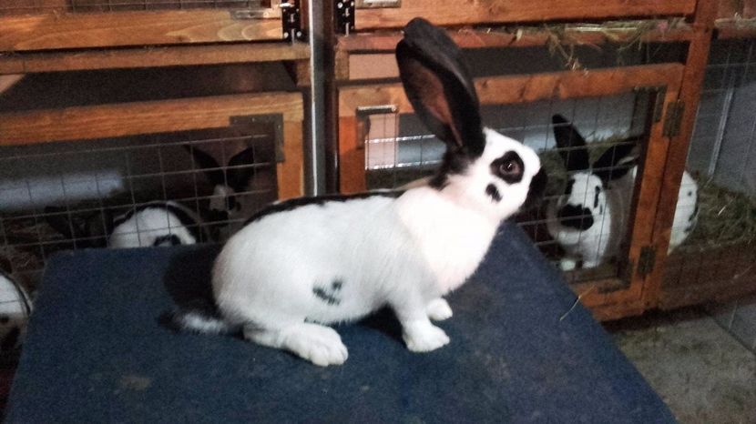 18721381_1424279860998695_1774972967_o - tineret pestrit diferite varste 2017