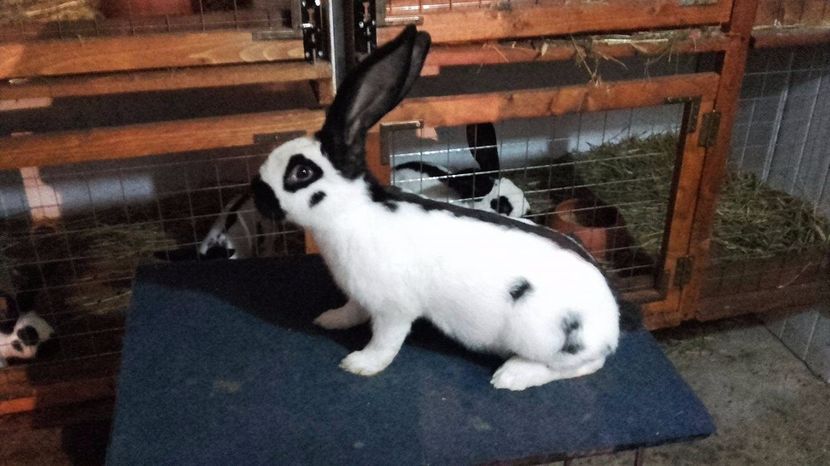 18742425_1424279580998723_301881592_o - tineret pestrit diferite varste 2017