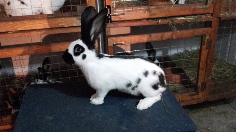 18742451_1424279917665356_1535809728_o - tineret pestrit diferite varste 2017