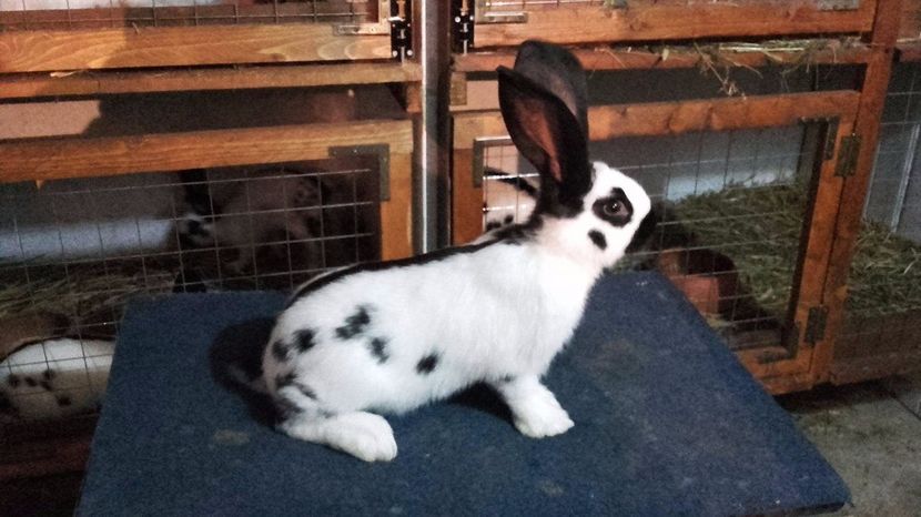 18744990_1424279747665373_1066499360_o - tineret pestrit diferite varste 2017