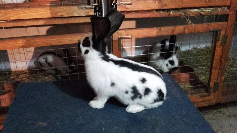 18765316_1424279767665371_1908268611_o - tineret pestrit diferite varste 2017