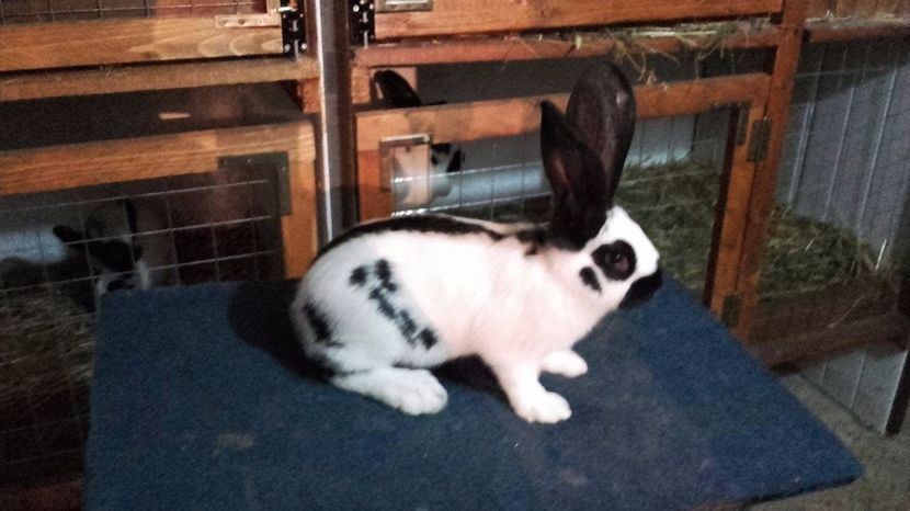 tineret pestrit diferite varste 2017 - tineret pestrit diferite varste 2017