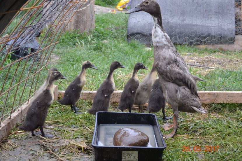 2 saptamani - RATE INDIENE ALERGATOARE