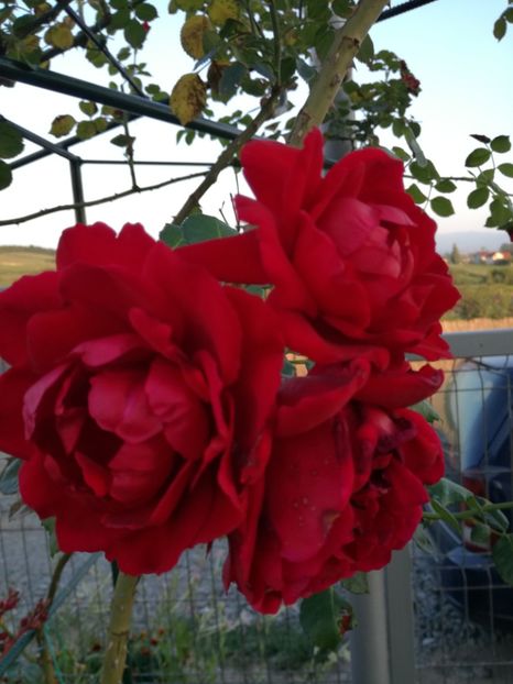  - Flori si culori 2016