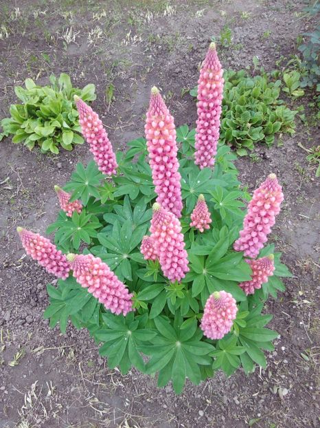  - AAAAA_LUPIN 2015_2017_2018_2019_2020