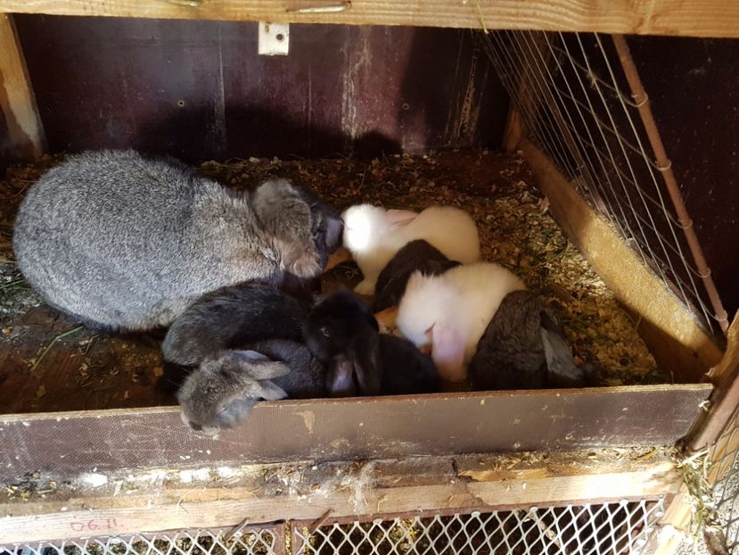  - Cuib din 21 04 2017