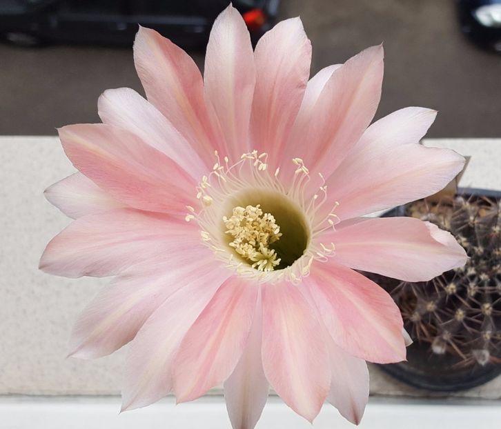 Echinopsis Rheinsalm - Cactusi si suculente