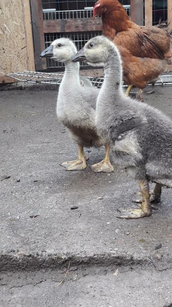  - 3 Boboci de gasca Africana 2017