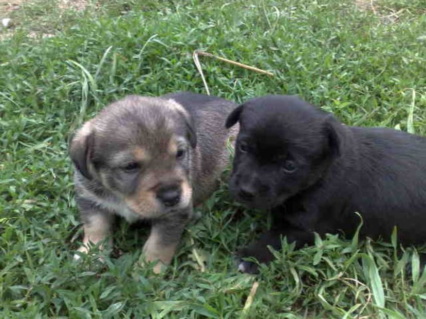  - Caini de sobolani-dihori-paza