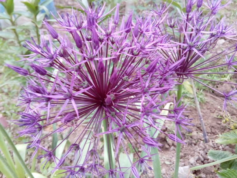 Allium albopilosum Christophii - plante de primavara