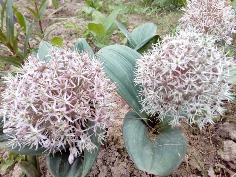 Allium karataviense, pitica - plante de primavara