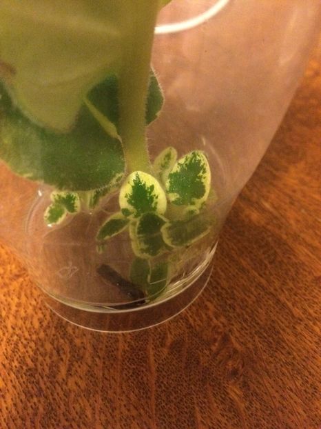 27.05.2017 - Ma s Show Girl