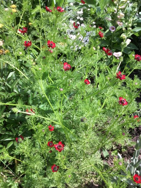  - 01-Flori din curtea mea 2017