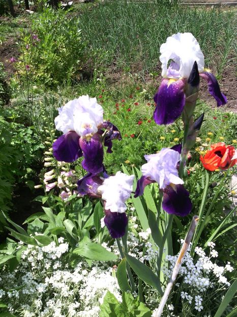  - 01-Flori din curtea mea 2017