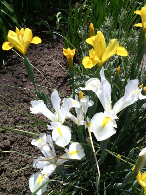  - 01-Flori din curtea mea 2017