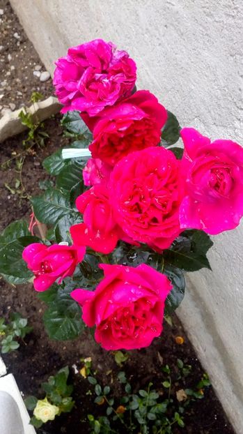 Red Eden Rose - Trandafiri 2017