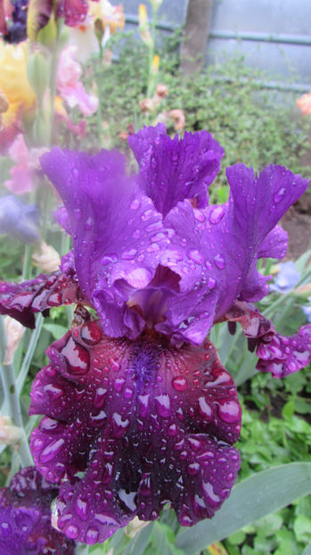 Plum Fun - A Irisi 2017