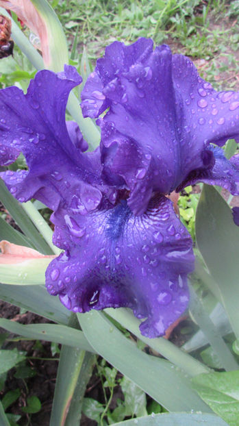 Cruzin - A Irisi 2017