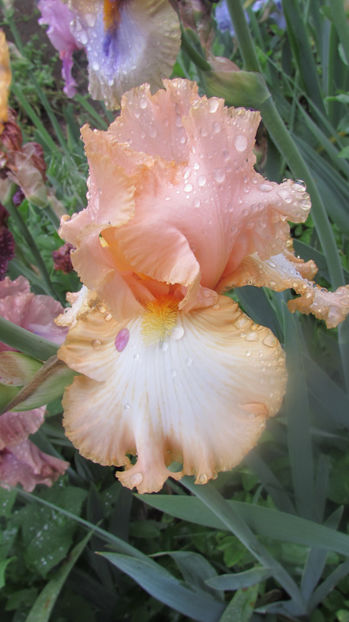 Barbara my love - A Irisi 2017