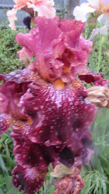 Polvere di stele - A Irisi 2017