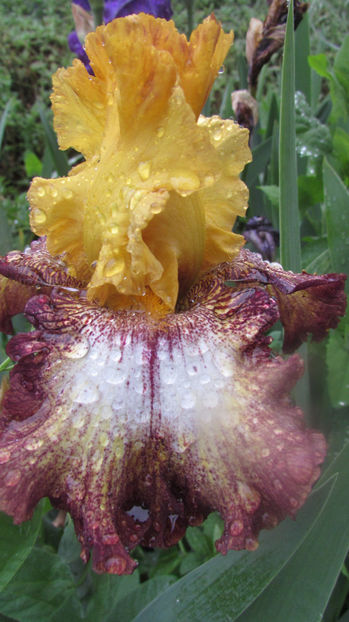 Amazing don - A Irisi 2017