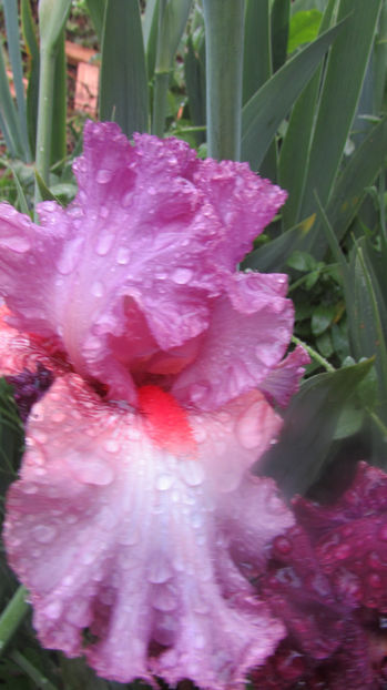 Strowbery Sensation - A Irisi 2017