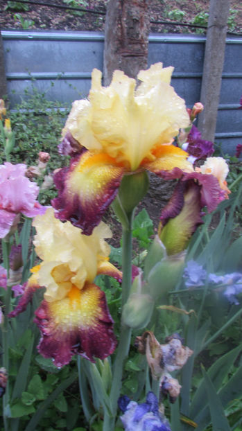 Jacques Coeur - A Irisi 2017